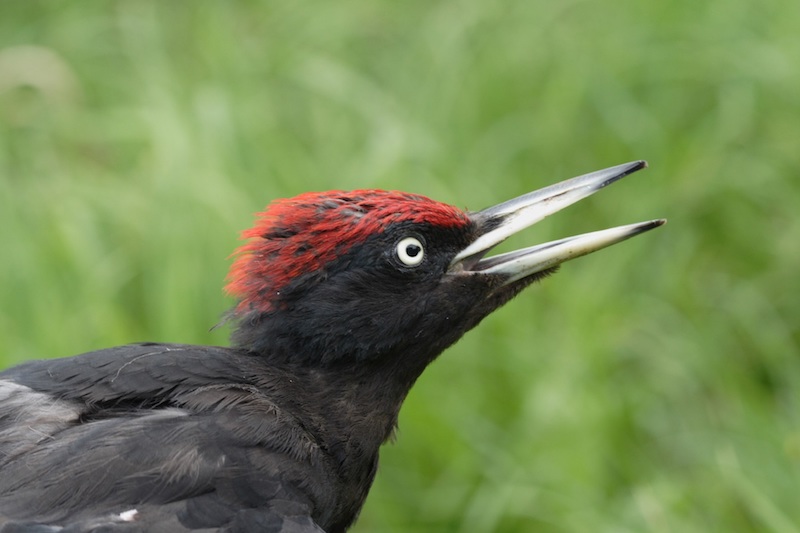 Black Woodpecker is one of the most common European birds seen by birders on Naturalist Journeys' guided nature tours in Europe