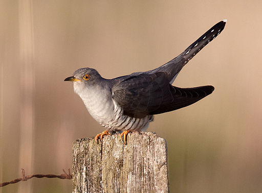 Common Cuckoo is one of the most common European birds seen by birders on Naturalist Journeys' guided nature tours in Europe