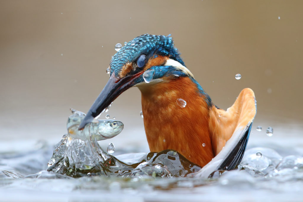 A Common Kingfisher is among the European birds that Naturalist Journeys' birding and nature tours may see while birding in Europe