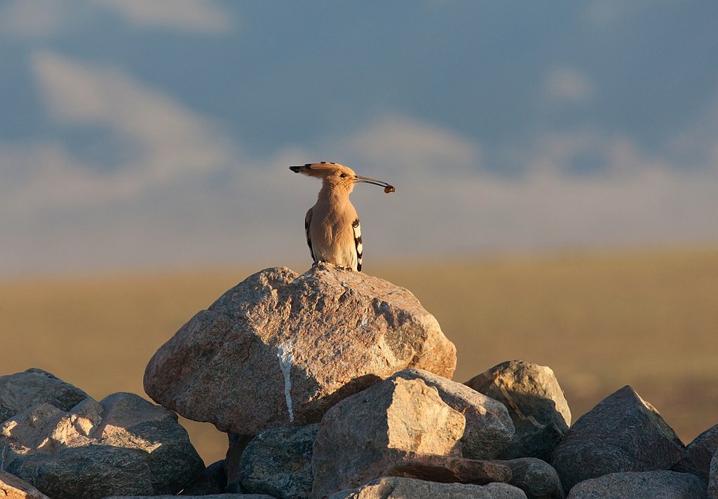 Eurasian Hoopoe is one of the most common European birds seen by birders on Naturalist Journeys' guided nature tours in Europe