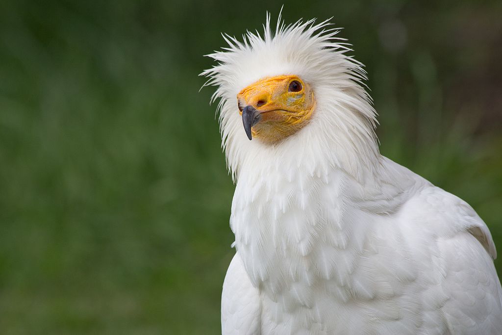 Egyptian Vulture is one of the most common European birds seen by birders on Naturalist Journeys' guided nature tours in Europe