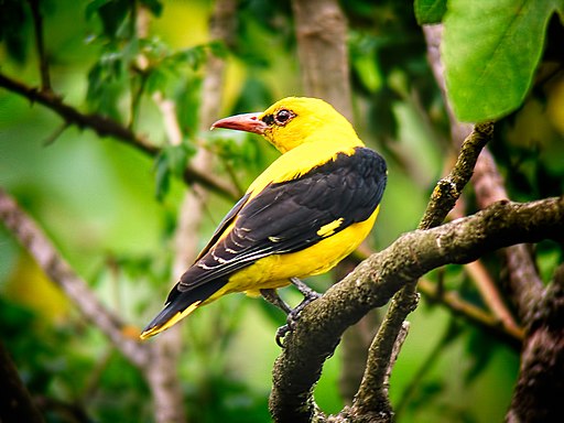 Eurasian Golden Oriole is one of the most common European birds seen by birders on Naturalist Journeys' guided nature tours in Europe