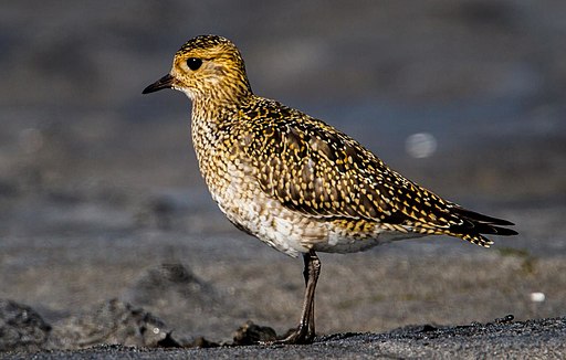 European Golden Plover is one of the most common European birds seen by birders on Naturalist Journeys' guided nature tours in Europe