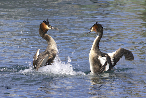 Great Crested Grebe ne of the most common European birds seen by birders on Naturalist Journeys' guided nature tours in Europe