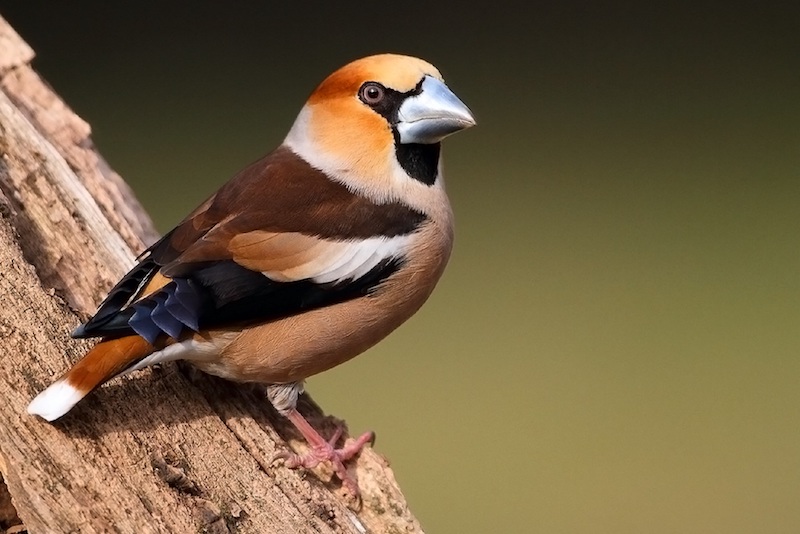 Hawfinch is one of the most common European birds seen by birders on Naturalist Journeys' guided nature tours in Europe