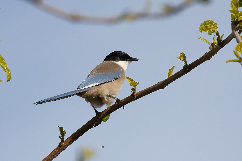 Iberian Magpie is one of the most common European birds seen by birders on Naturalist Journeys' guided nature tours in Europe