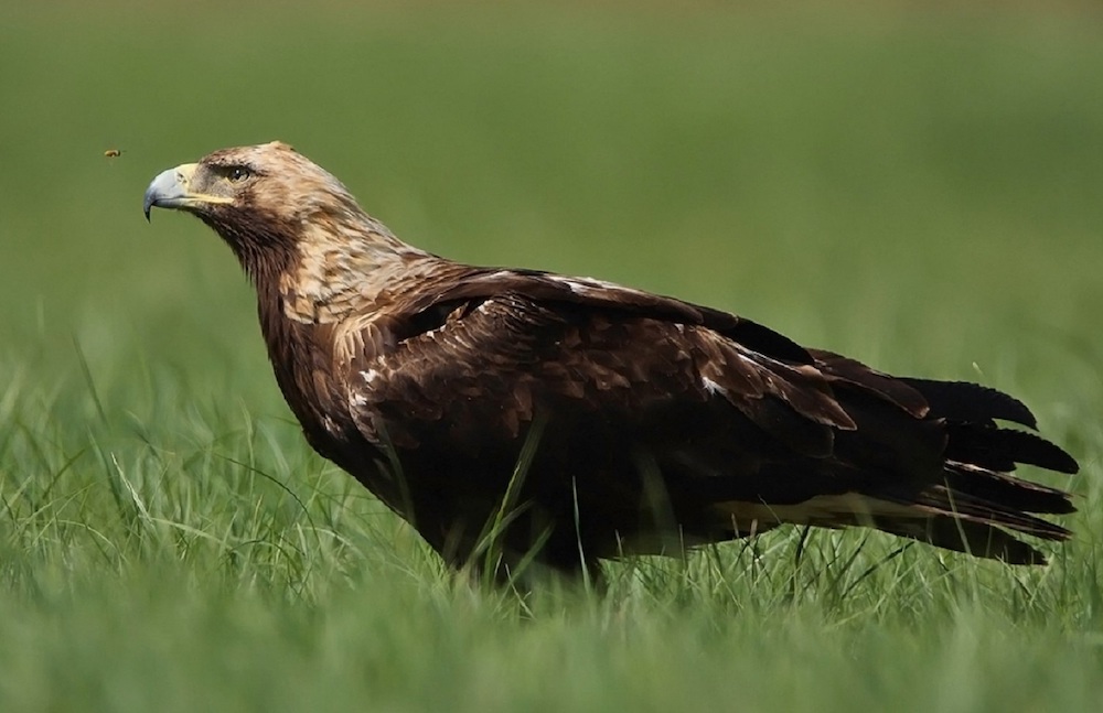 Imperial Eagle is one of the most common European birds seen by birders on Naturalist Journeys' guided nature tours in Europe