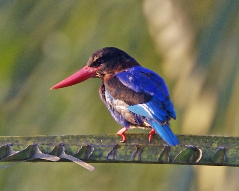 Javan Kingfisher by Lip Kee Yap via Creative Commons
