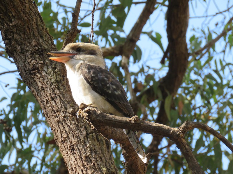 Laughing Kookaburra is a national symbol of Australia. Calistemon, via Creative Commons