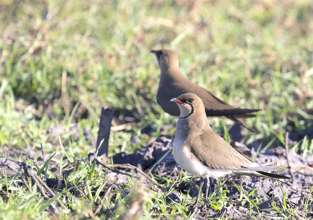 Collared Pratincole  is one of the most common European birds seen by birders on Naturalist Journeys' guided nature tours in Europe