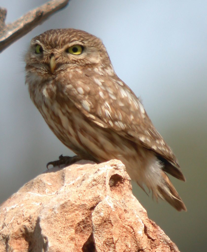 Little Owl  is one of the most common European birds seen by birders on Naturalist Journeys' guided nature tours in Europe