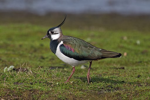 Northern Lapwing is one of the most common European birds seen by birders on Naturalist Journeys' guided nature tours in Europe