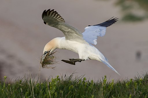 Northern Gannet is one of the most common European birds seen by birders on Naturalist Journeys' guided nature tours in Europe