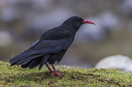 Red-billed Chough is one of the most common European birds seen by birders on Naturalist Journeys' guided nature tours in Europe