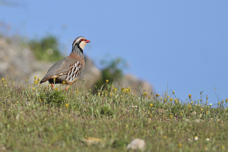 Red-legged Partridge is one of the most common European birds seen by birders on Naturalist Journeys' guided nature tours in Europe