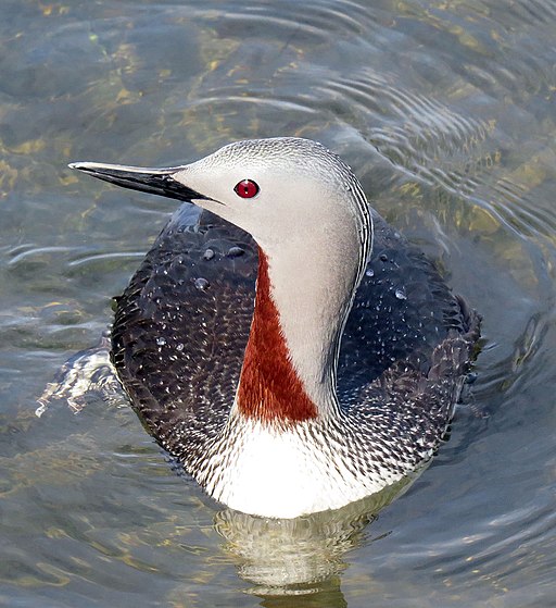 Red-throated Loon is one of the most common European birds seen by birders on Naturalist Journeys' guided nature tours in Europe