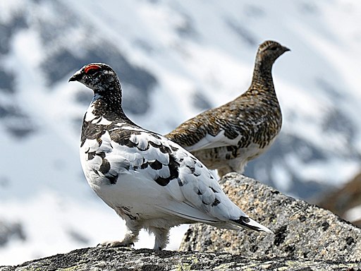Rock Ptarmigan is one of the most common European birds seen by birders on Naturalist Journeys' guided nature tours in Europe