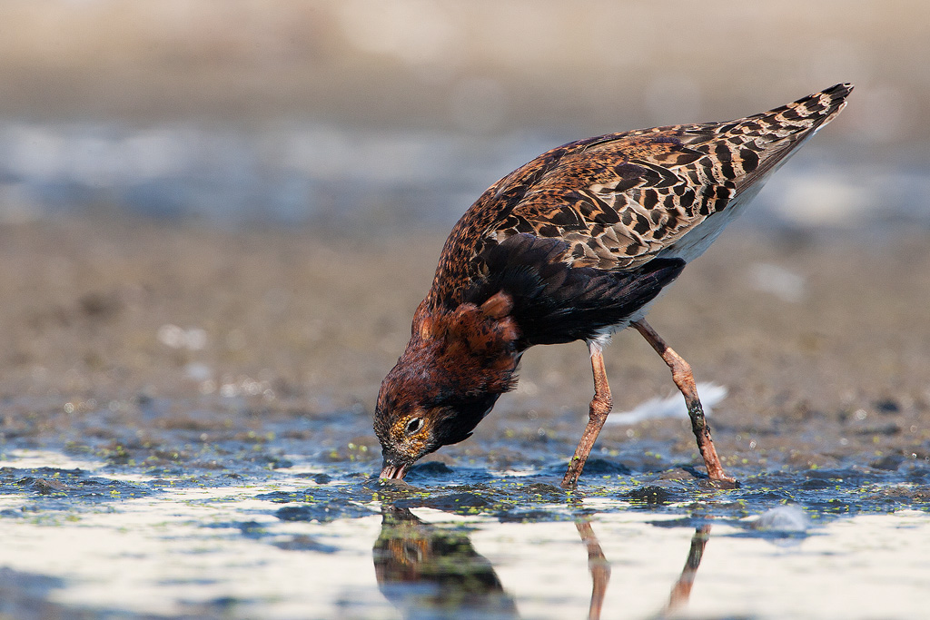 Ruff is one of the most common European birds seen by birders on Naturalist Journeys' guided nature tours in Europe