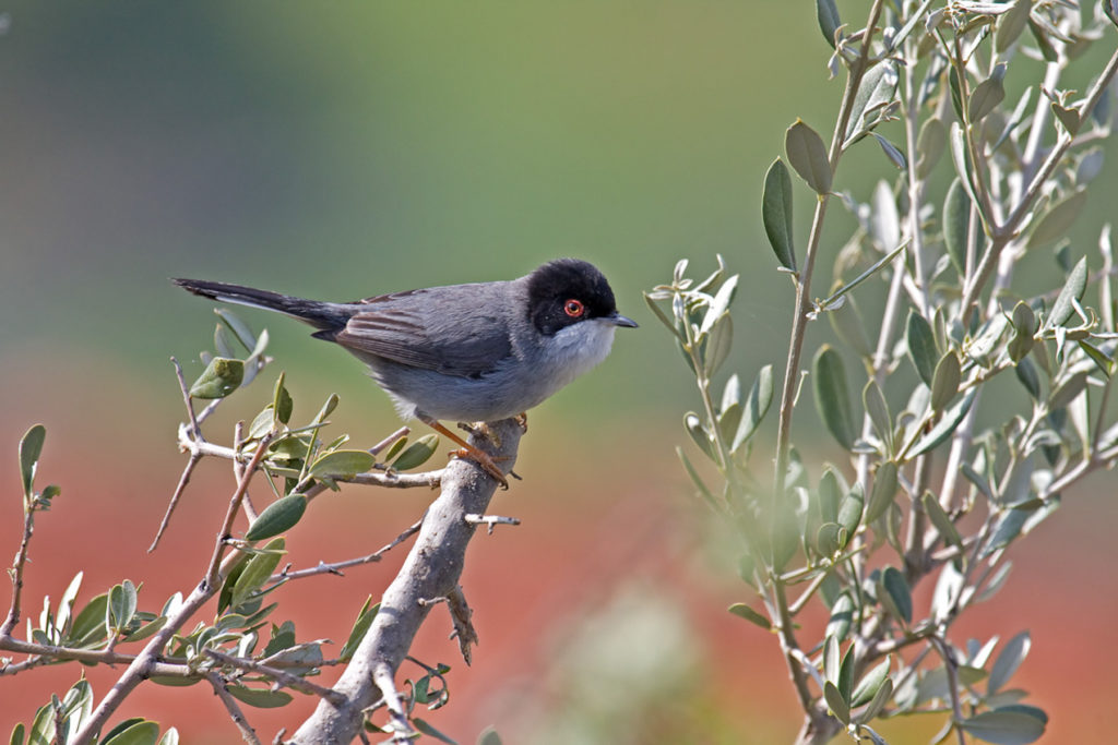 Sardinian Warbler is one of the most common European birds seen by birders on Naturalist Journeys' guided nature tours in Europe