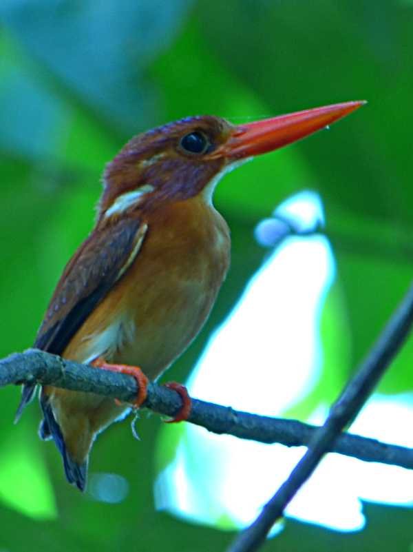 Sulawesi Dwarf Kingfisher by Ariefrahman via Creative Commons