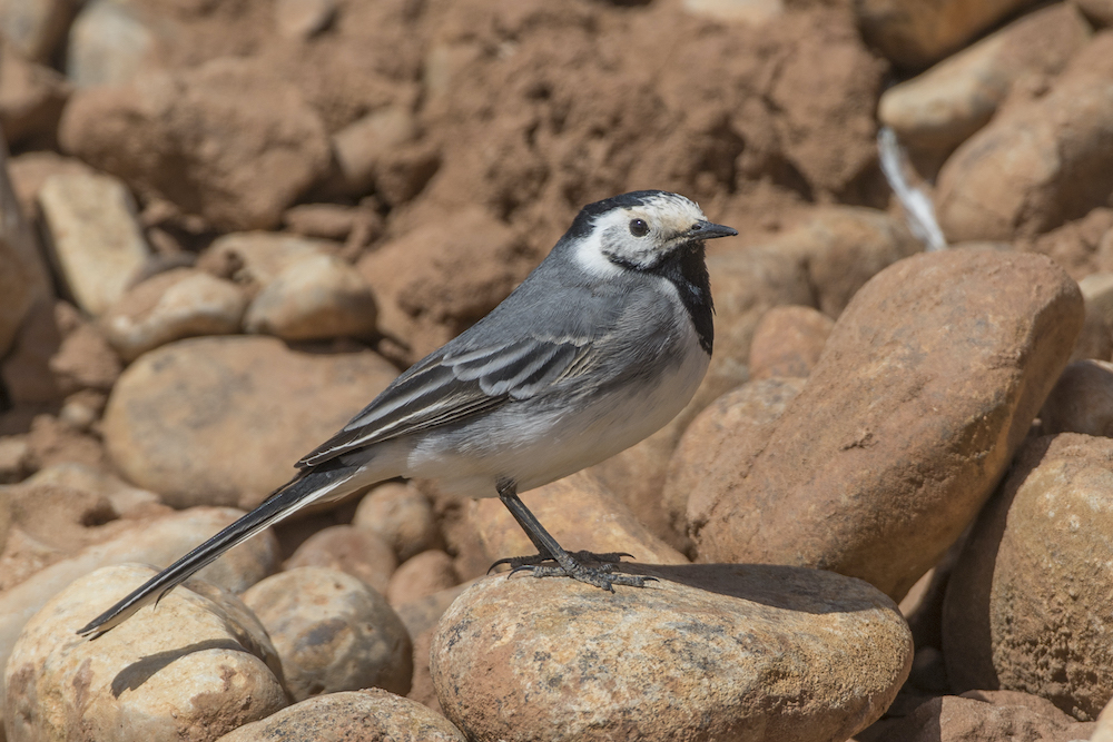 White Wagtail is one of the most common European birds seen by birders on Naturalist Journeys' guided nature tours in Europe