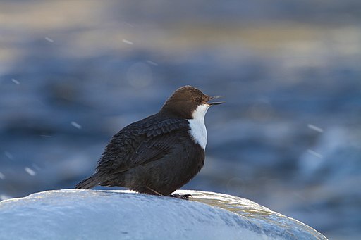 White-throated Dipper is one of the most common European birds seen by birders on Naturalist Journeys' guided nature tours in Europe