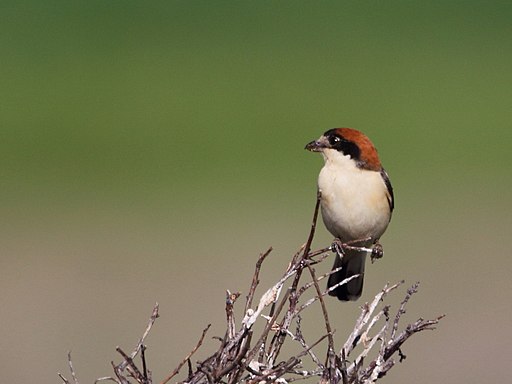 Woodchat Shrikes  is one of the most common European birds seen by birders on Naturalist Journeys' guided nature tours in Europe