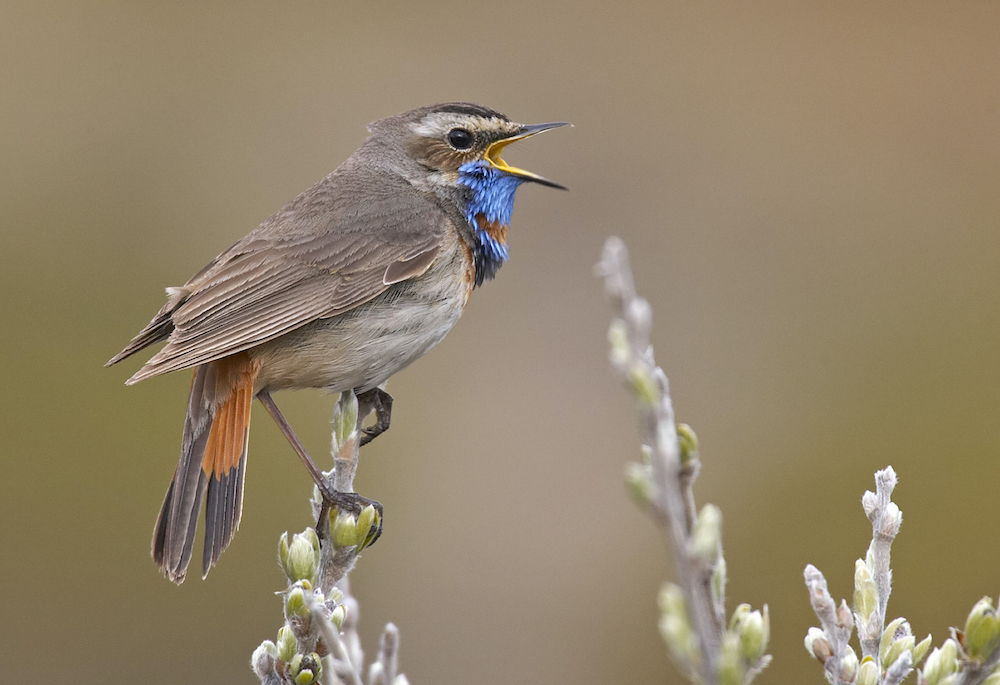 Bluethroat is one of the most common European birds seen by birders on Naturalist Journeys' guided nature tours in Europe