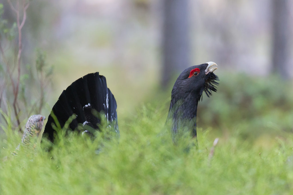 Capercaillie  is one of the most common European birds seen by birders on Naturalist Journeys' guided nature tours in Europe