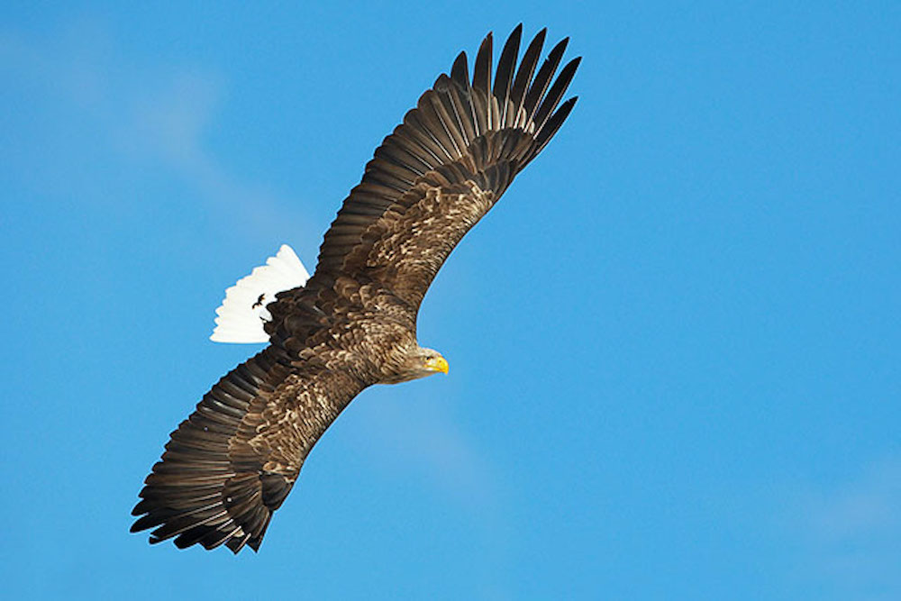 White-tailed Eagle is one of the most common European birds seen by birders on Naturalist Journeys' guided nature tours in Europe