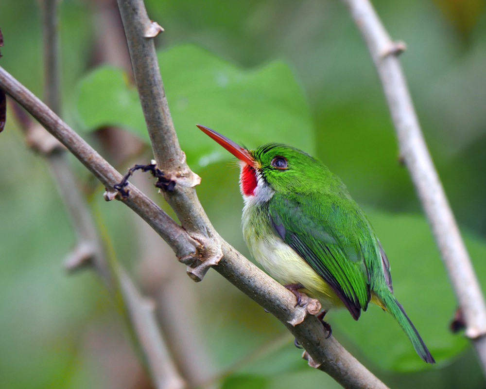 Jamaican Tody is one of 200 birds found in this tiny birding paradise