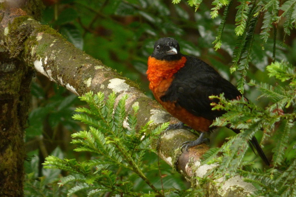 red-ruffed fruitcrow is one of 1800 species we may see on a Naturalist Journeys birding and nature tour to the birding paradise of colombia