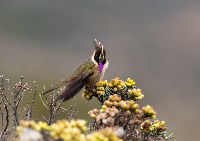 buffy helmetcrest is one of 17 endemic hummingbirds in Colombia, a true birding paradise.