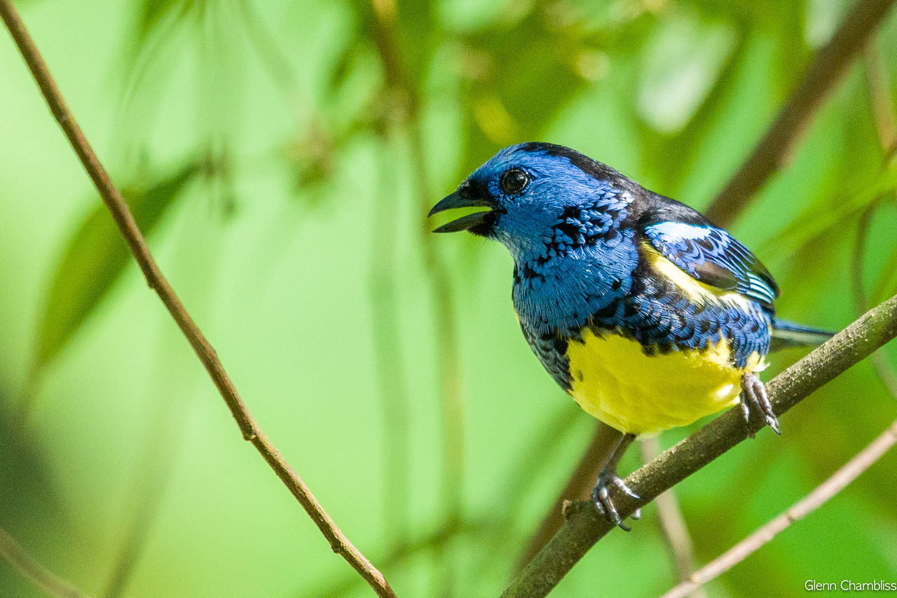 Turquoise Tanager  is one of 1800 birds you may see on a Naturalist Journeys birding and nature tour to the birding paradise of colombia