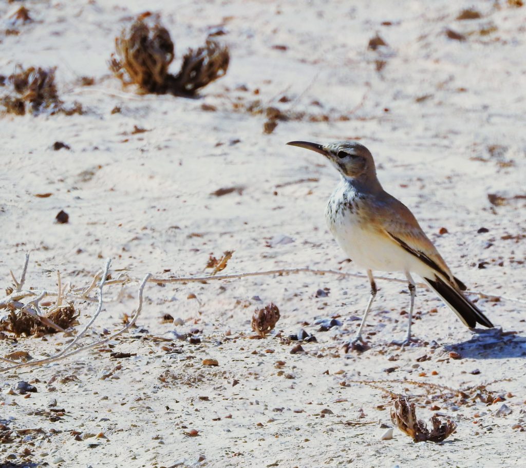Greater Hoopoe Lark seen on Israel Birds, Nature & Culture from Naturalist Journeys