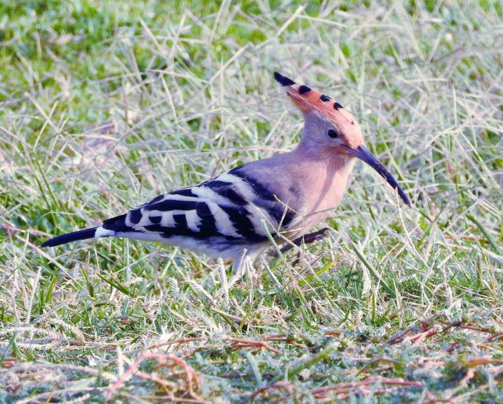 Israel Birds Nature and Culture Tour from Naturalist Journeys Eurasian Hoopoe