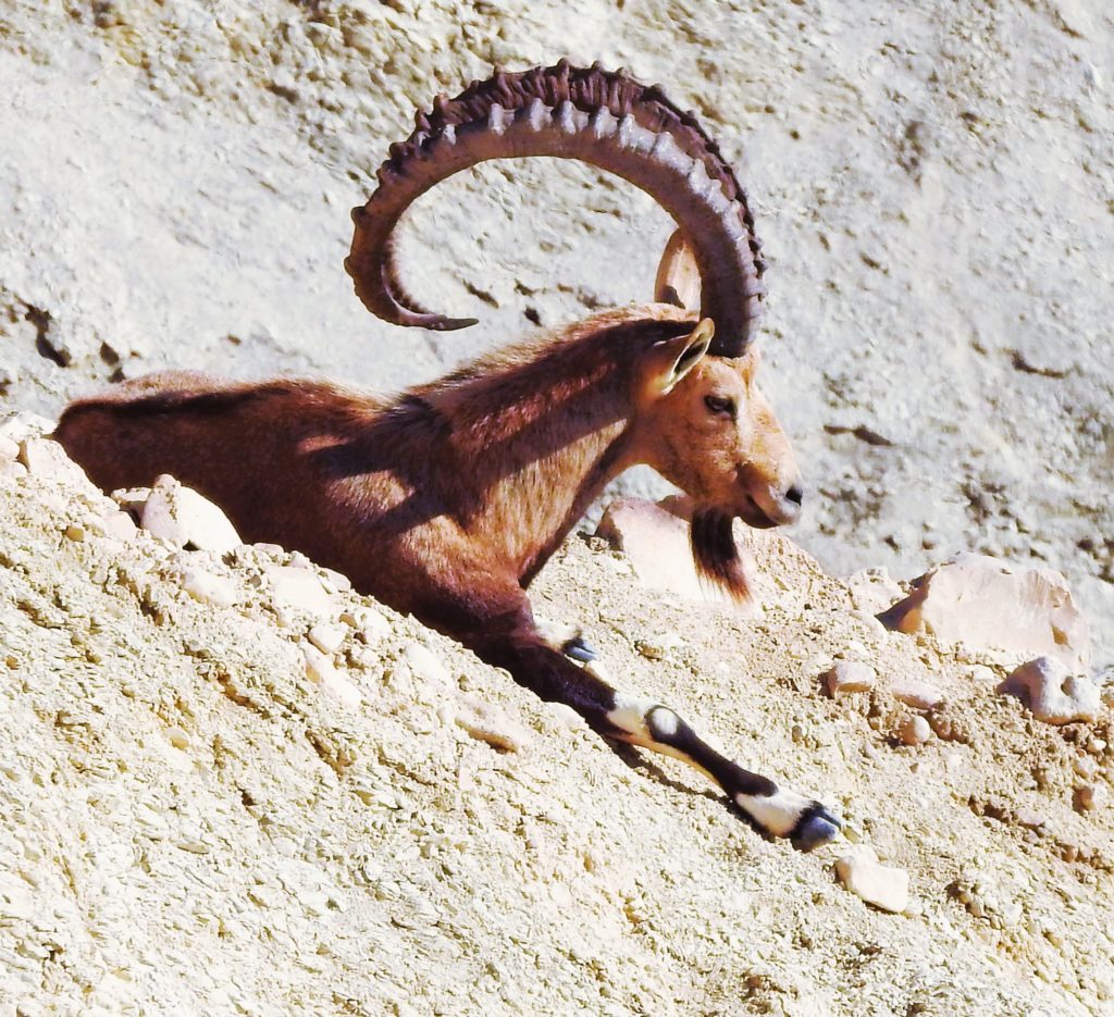 Nubian Ibex seen on Israel Birds, Nature & Culture by Naturalist Journeys