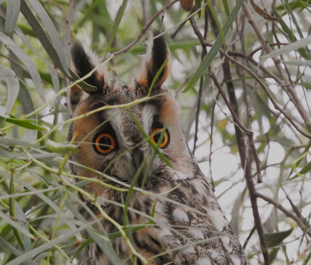 Long-eared Owl from Naturalist Journeys' Israel Birds, Nature & Culture