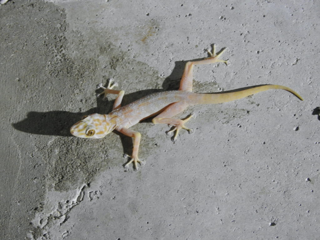 Gecko on Naturalist Journeys Israel Birds Nature & Culture