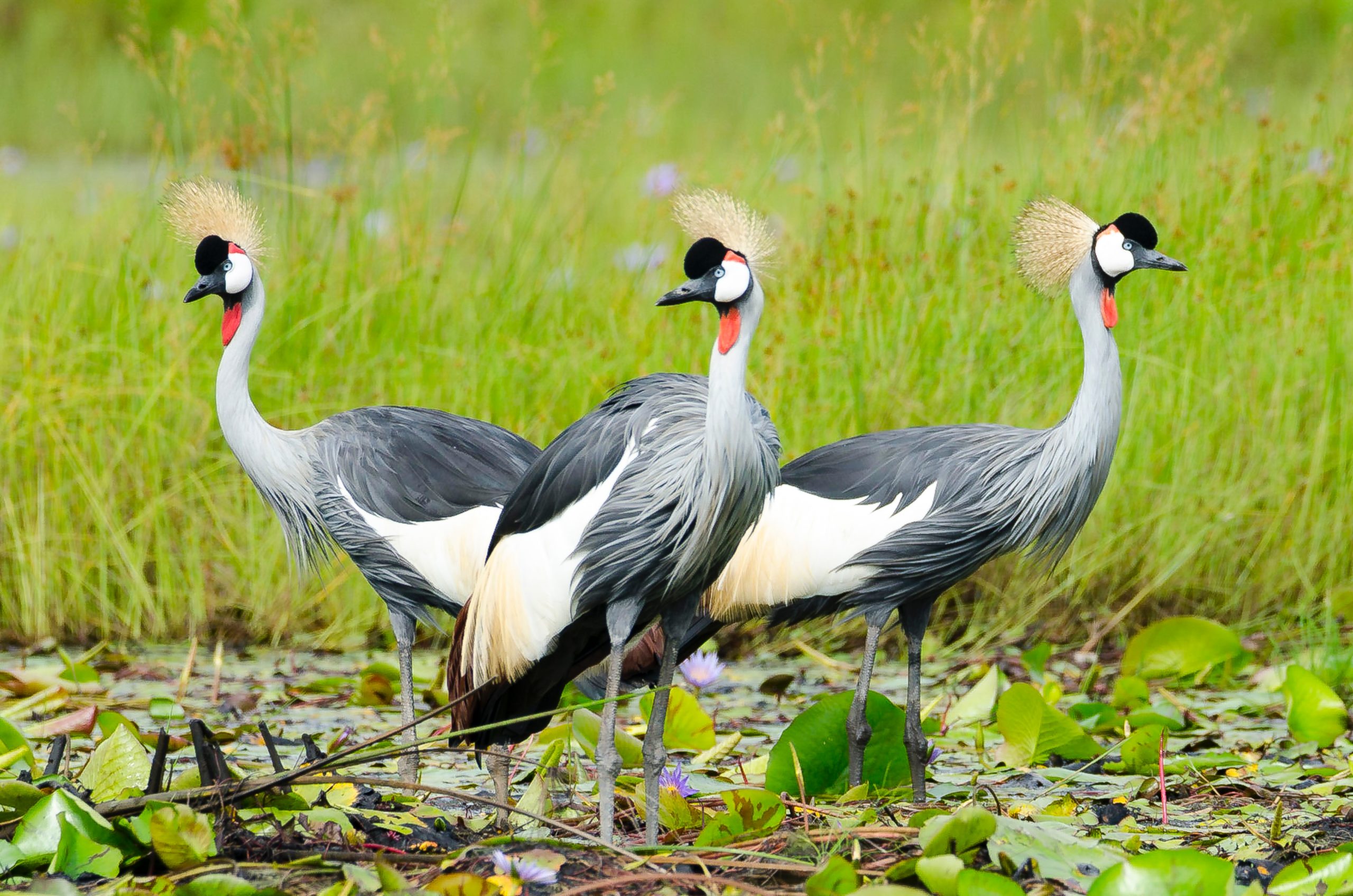 Gray-crowned Crane is part of the crane family Gruidae