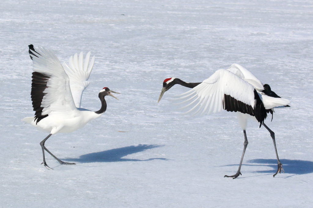 red-crowned cranes are among the most sought after crane family members