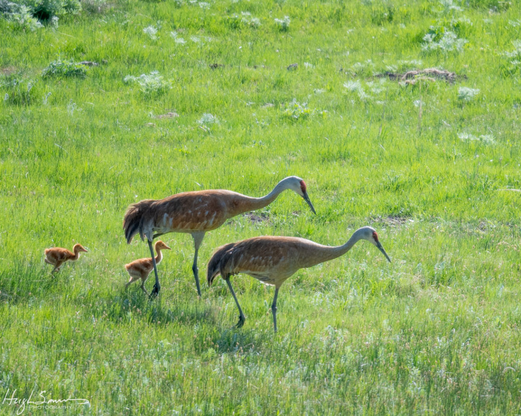 Sandhill Cranes are in the crane family Gruidae