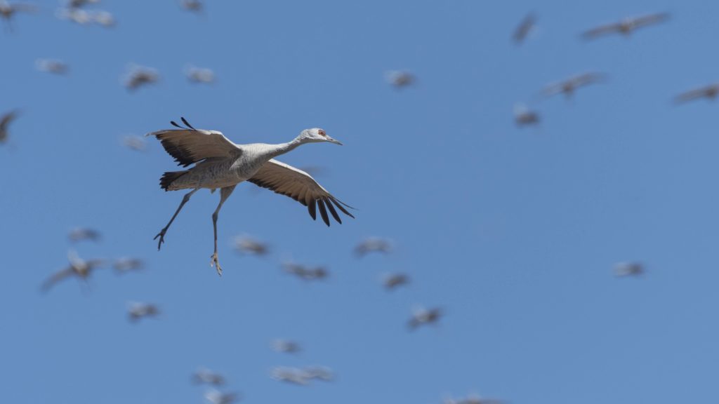 Sandhill Crane is found in the sky islands