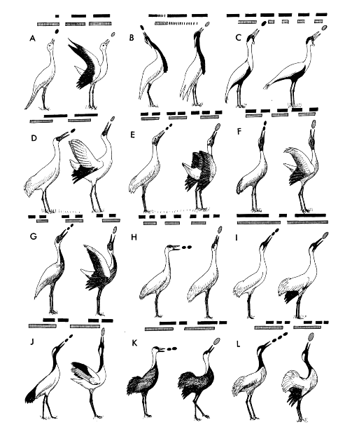 crane family members have different Unison Call postures