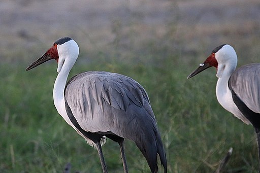 Wattled Crane is in the crane family Gruidae