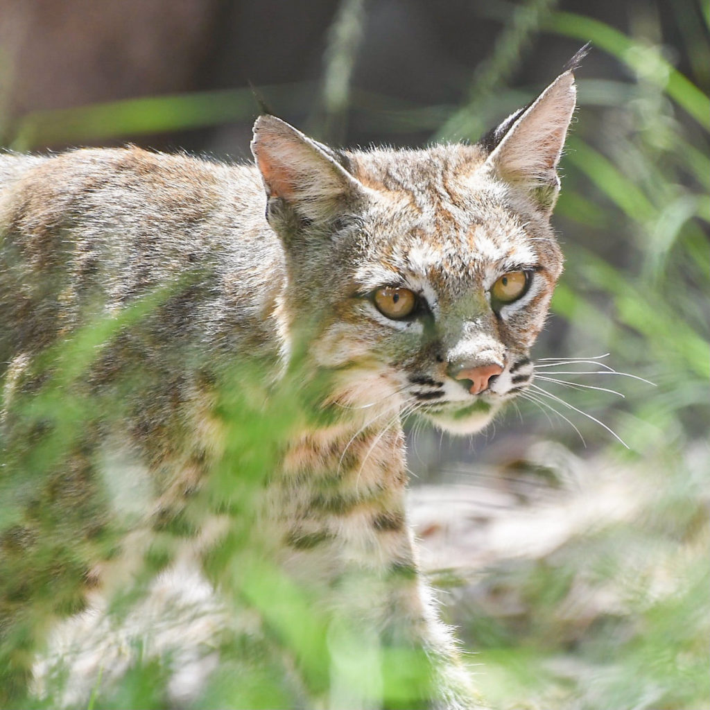 bobcat are often spotted in the sky islands