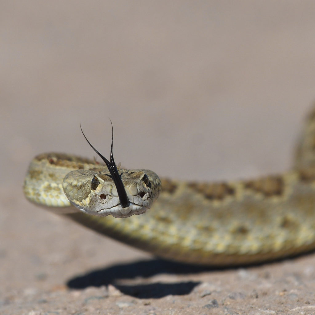 rattlesnakes are common in the sky islands
