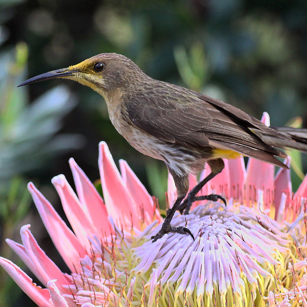 Cape Sugarbirds were once classified as Sunbirds