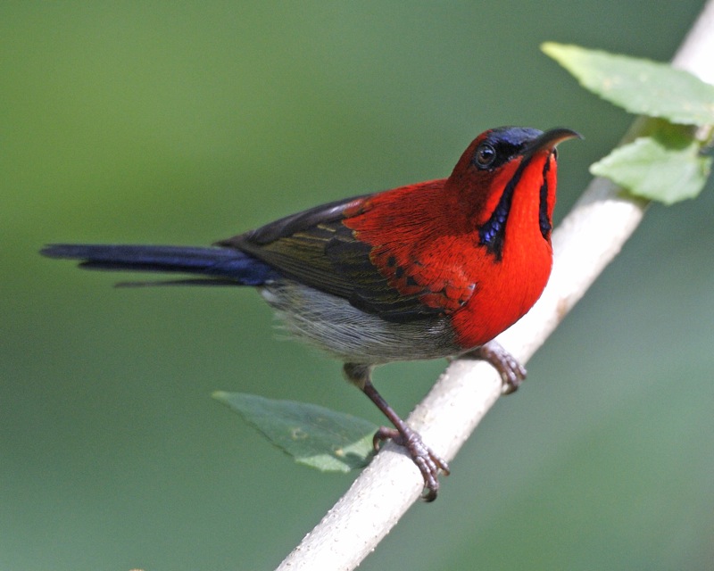 Crimson Sunbirds are colorful, if male