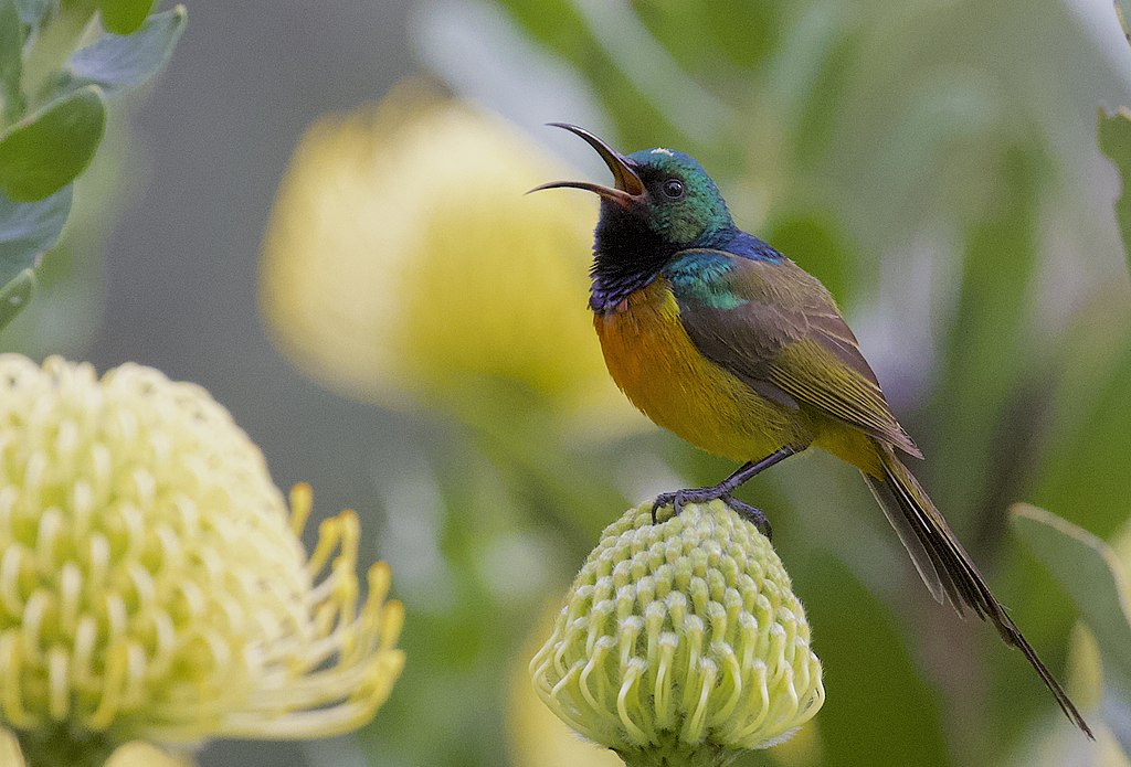Orange-breasted Sunbirds have down-curved bills that are a lock-and-key match with South Afirca's Protea species.